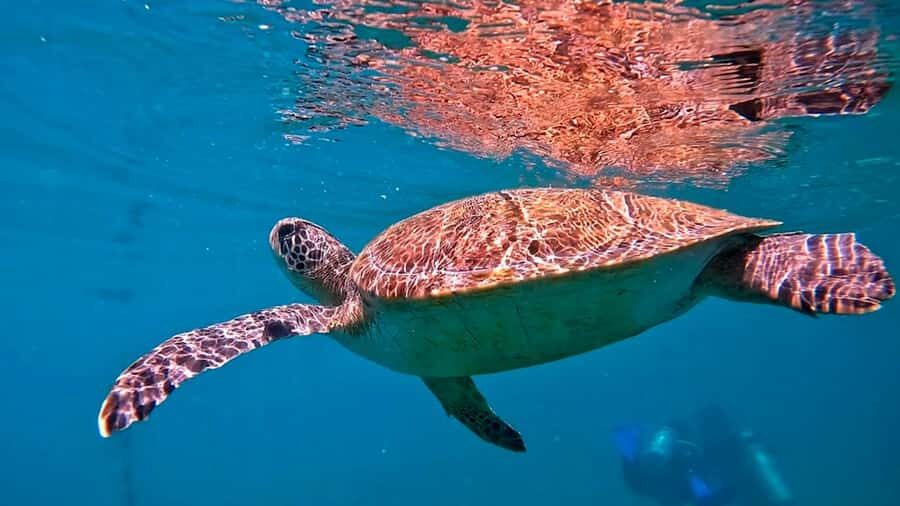from Rio de Janeiro: Diving in Buzios - The water time plan: calm instruction and weather-dependent timing