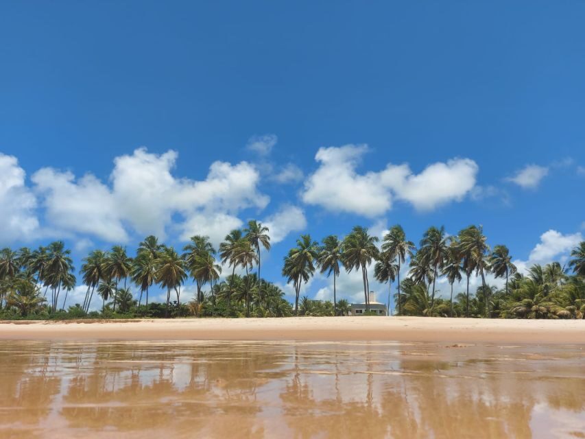 From Salvador: Praia do Forte & Guarajuba Beach Daytrip - Guarajuba Beach Time: Coconut Palms and Crystal-Clear Water