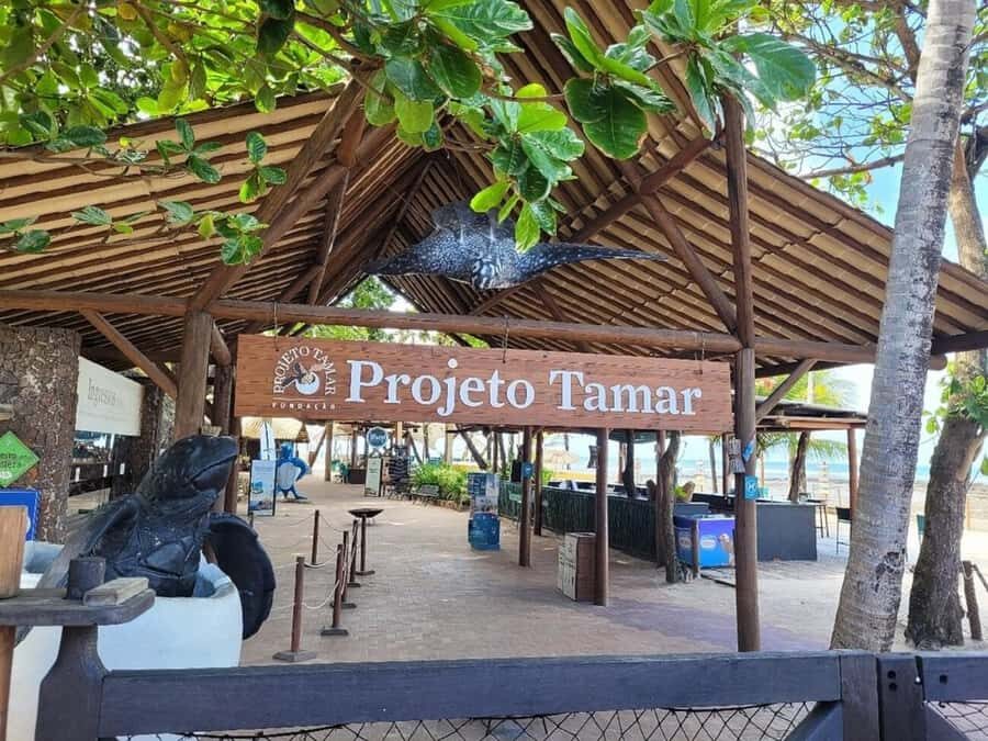 From Salvador: Tour to Praia do Forte and Guarajuba - Projeto Tamar at Praia do Forte: giant turtles and real conservation work