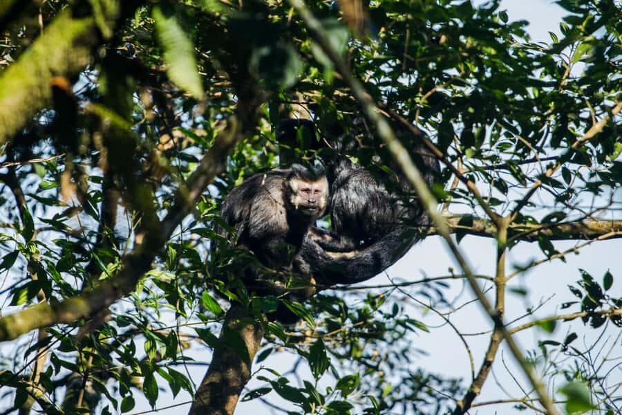 From São Paulo: Private Tour of Atlantic Forest & Valleys - Who should book this day trip, and who should skip it