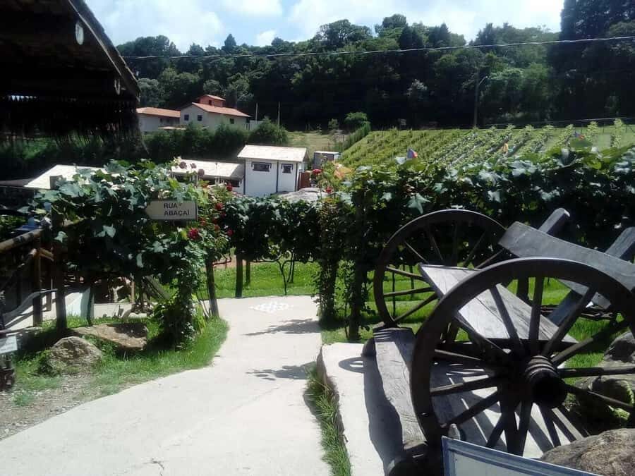 From São Paulo: São Roque Wineries Route and Tasting of Wine - Price and value: is $126 a good deal?