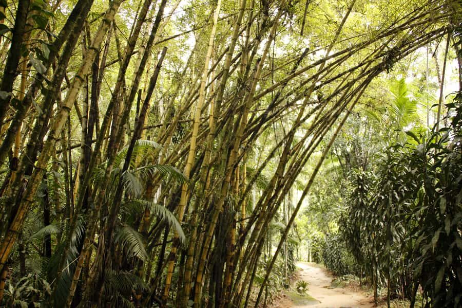 Full-Day Jungle Jeep Waterfall and Cachaça Distillery Tour - Tobogã and Tarzã Waterfalls: Wet Feet, Real Fun
