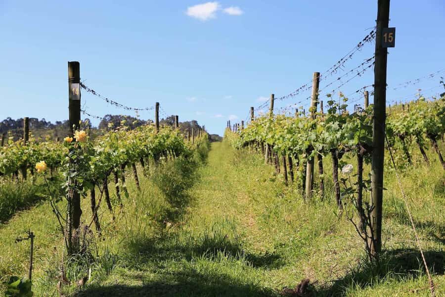 Gramado and Canela: Private Daytour from Porto Alegre - Weather and Timing: The Real Challenge in Southern Brazil
