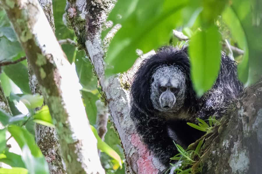 Grand Selva Tours 3 Day Jungle Expedition Ecuador all incl - Key things to know before you go