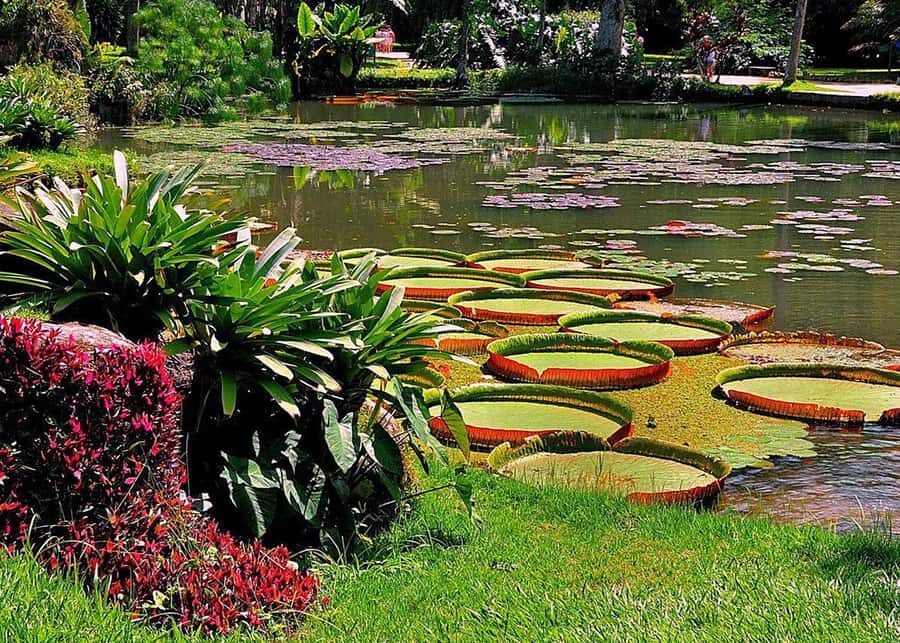 Green Rio: Guided Tour of Botanical Garden and Lage Park - Value check: is $107 reasonable for what you get?