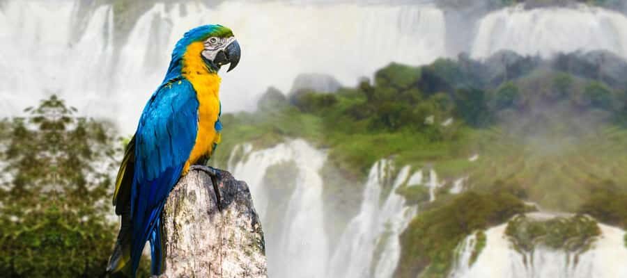 Iguazu Falls: 2-Day Argentinian and Brazilian Iguazu Falls - What to bring and how to avoid a last-minute headache