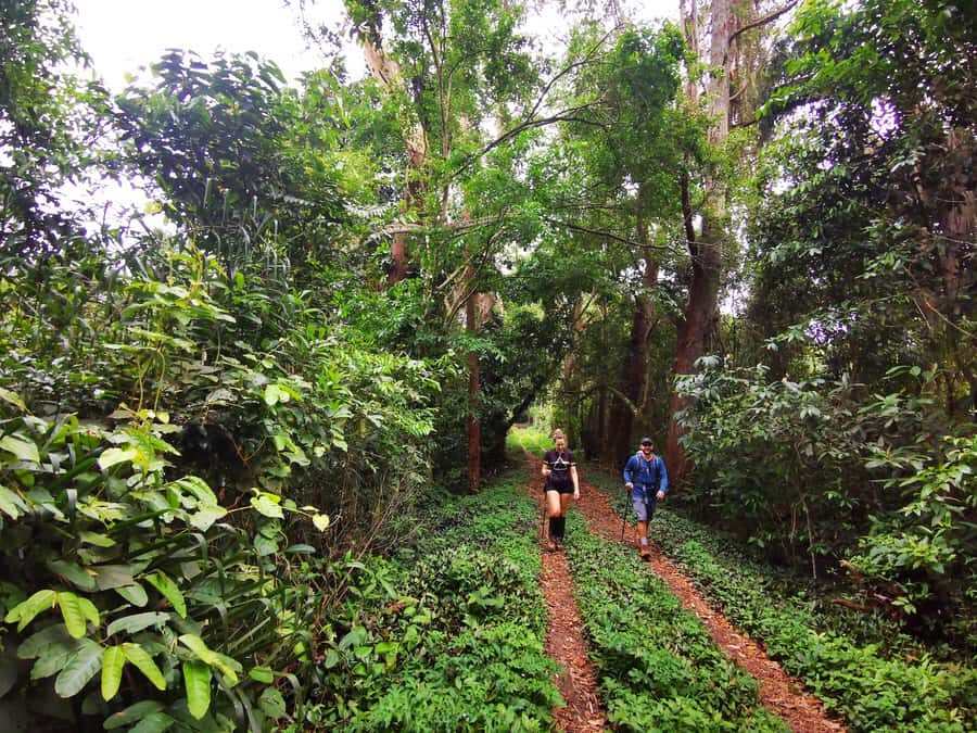 Ilha Grande: Lopes Mendes Private Hiking Tour - Beach-to-Forest Rhythm: Palmas, Mangues, and Pouso