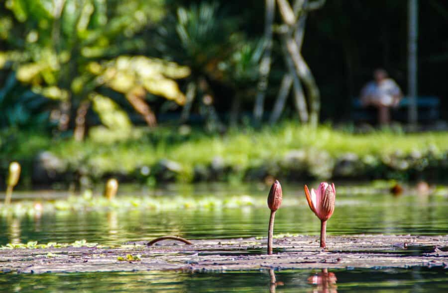 Jeep'n'Green: Rio Botanical Garden & Tijuca Rainforest Tour - Price and Value: Is $95 Worth a 4-Hour Tour?