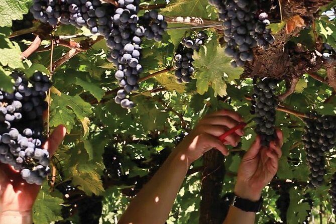 Jolimont Winery Tour - Visitation and Tasting - Canela RS - Price and Value: What $23.45 Buys You