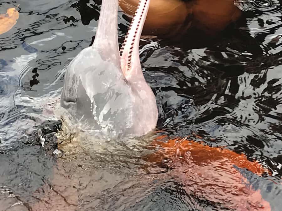Manaus: 2-Day River Tour With Overnight Stay - Pink Dolphins: Close Contact, Not a Drive-By