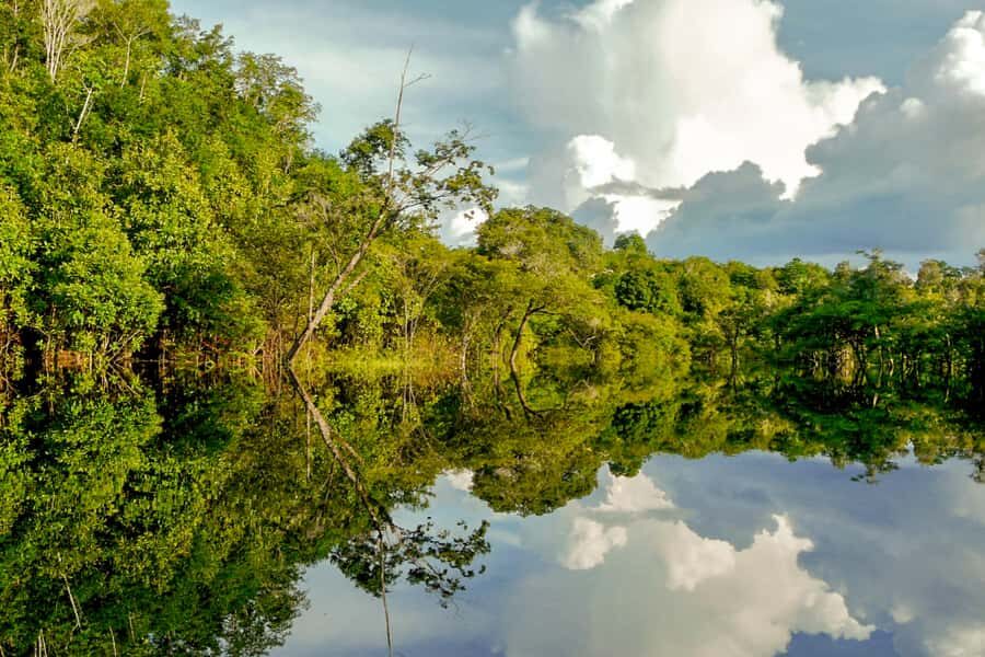 Manaus: Amazon Jungle Half-Day Walking Tour - 07:30 hotel pickup and the river ride into the rainforest