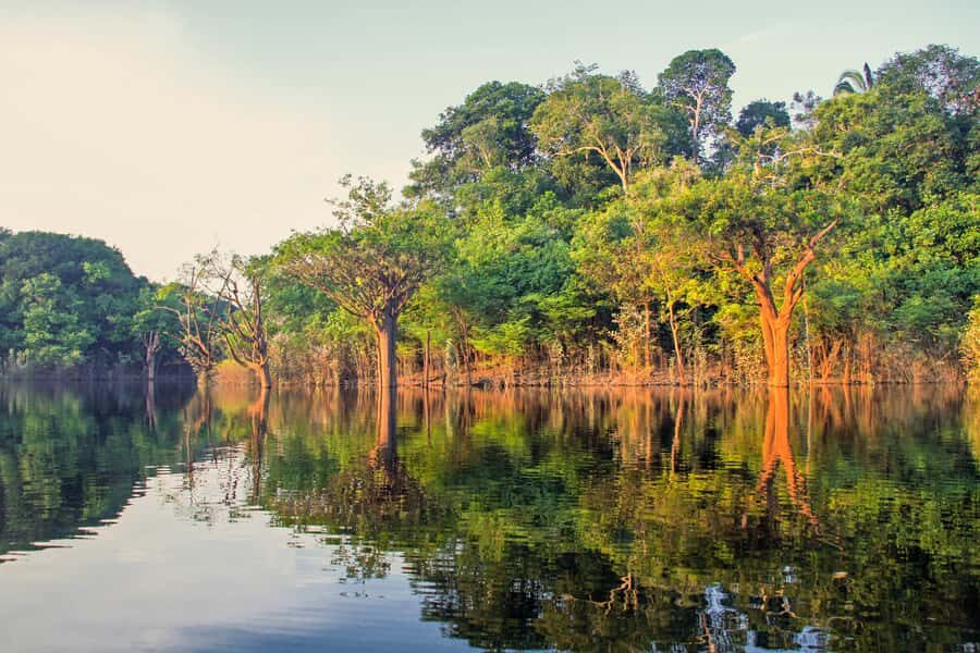 Manaus: Amazon Jungle Half-Day Walking Tour - The 3-hour guided walk: medicinal plants, taller trees, and real wildlife signs