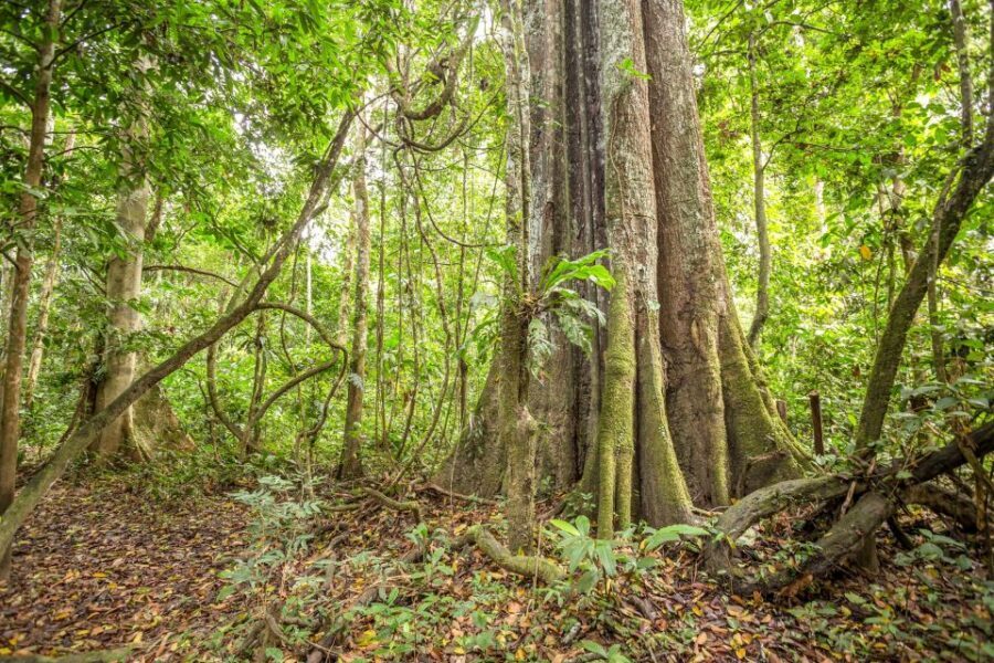 Manaus: Amazon Jungle Half-Day Walking Tour - Wildlife and cultural extras: what you might encounter on the day