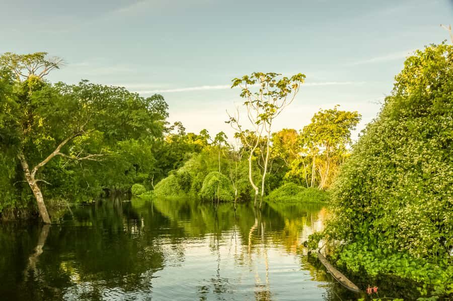 Manaus: Amazon Jungle Half-Day Walking Tour - Who this tour suits best in Manaus