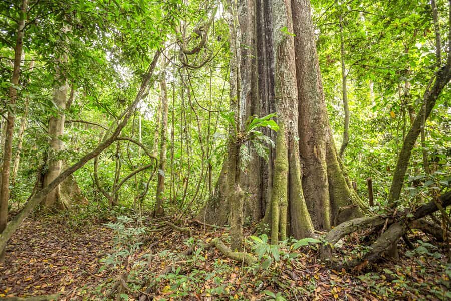 Manaus: Amazon Jungle Half-Day Walking Tour - Should you book this Manaus Amazon Jungle Half-Day Walking Tour?