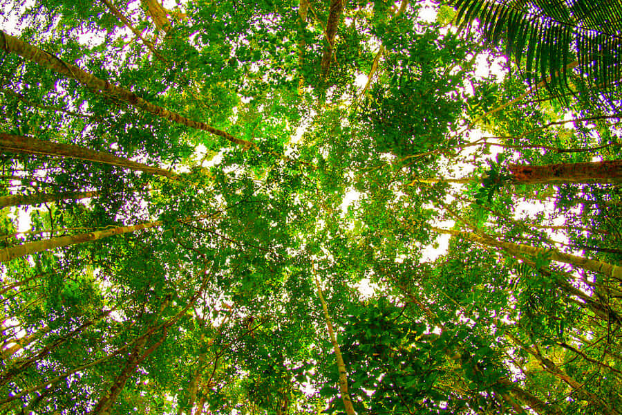 Manaus: Amazon Jungle Half-Day Walking Tour - The motorized canoe experience: where you start paying attention