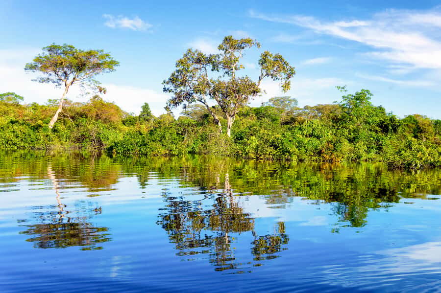 Manaus: Full-Day Tour on the Amazon River - Canoes, Victoria Regia, and Dolphin Chances in the Amazon