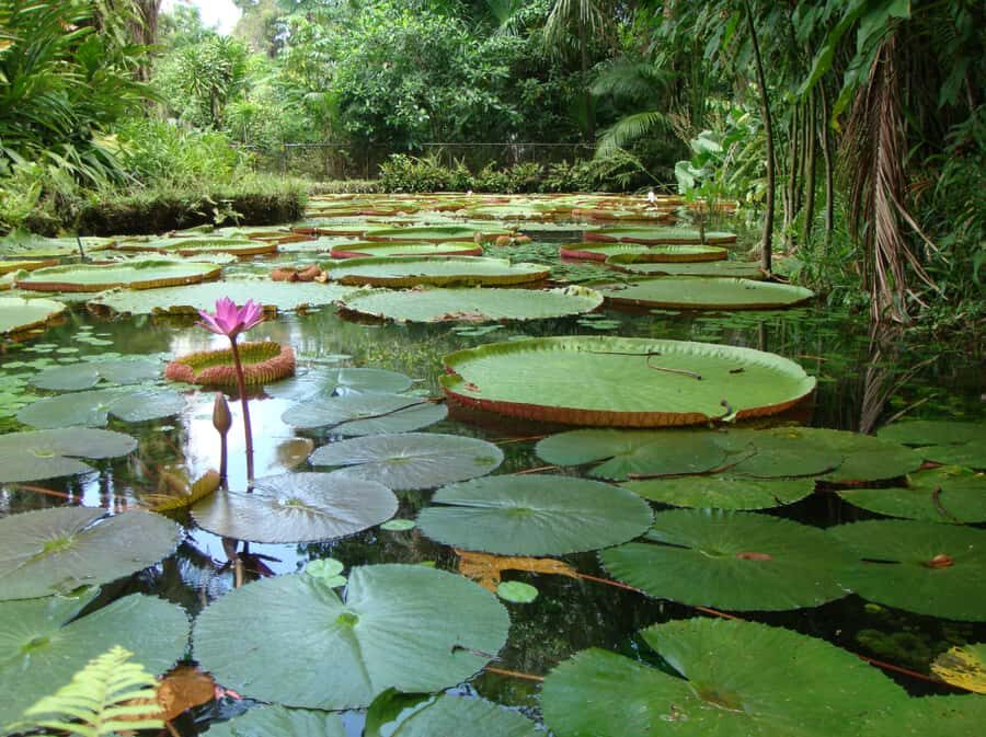 Manaus: Full-Day Tour on the Amazon River - What You’ll Actually Eat: Regional Fish Lunch by the River
