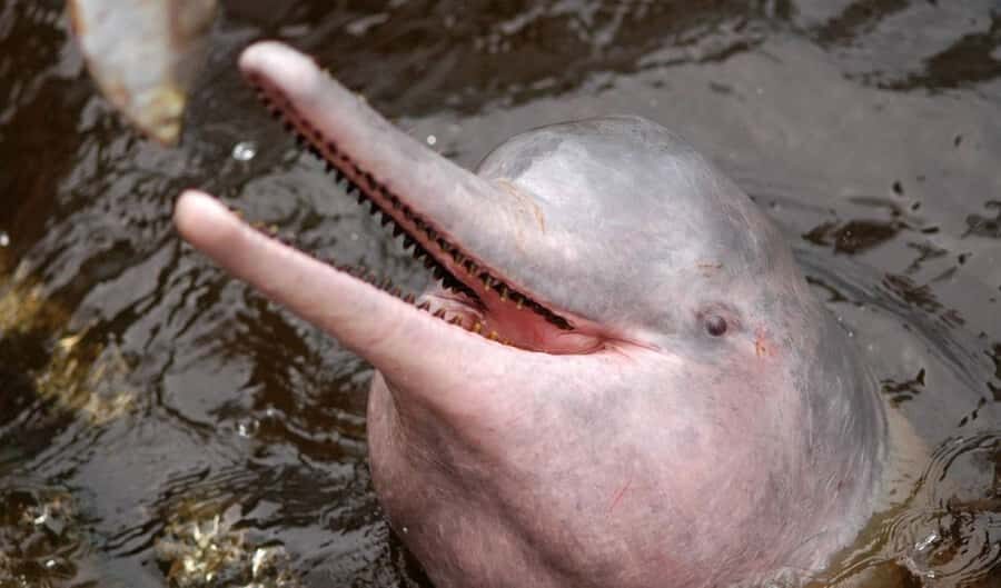 Manaus: Meeting of the Waters & Pink Dolphin Tour with Lunch - Pink dolphin swim: unforgettable, but understand it’s shared