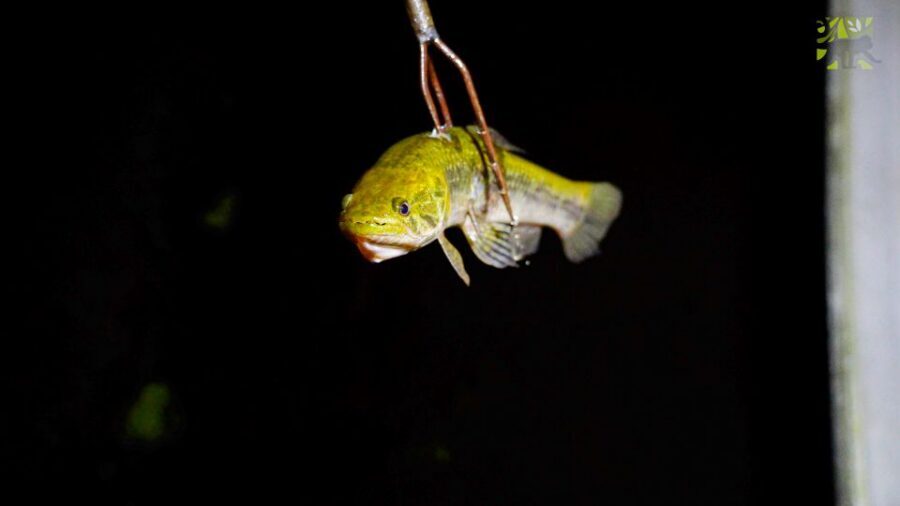 Manaus: Multi-Day Amazon Survival Trip with Camping - Practical Etiquette And Safety Notes That Help