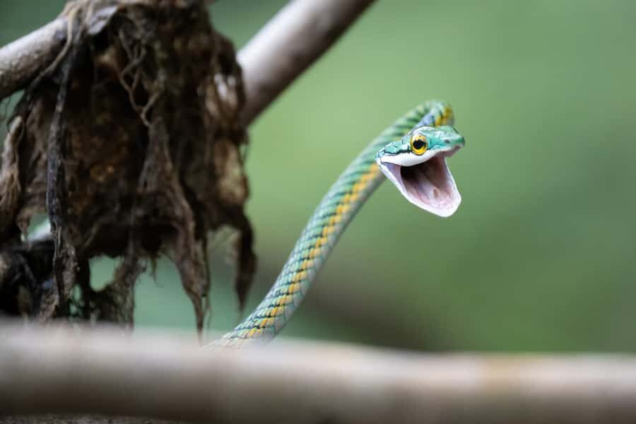 Manaus: Multi-Day Amazon Survival Trip with Camping - Sunrise Canoe And Jungle Hike: The Learning That Makes It Worth It