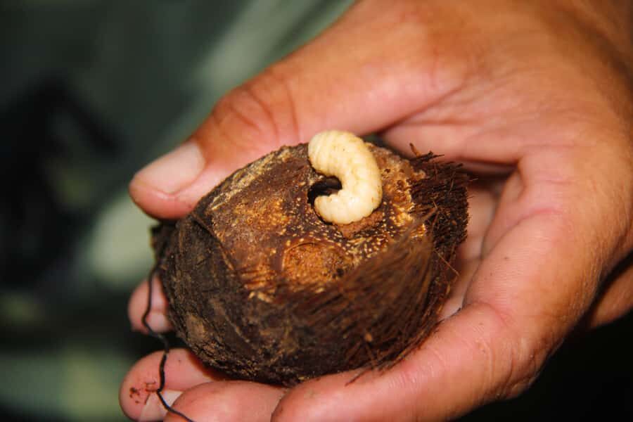 Manaus: Multi-Day Amazon Survival Trip with Camping - Day 3 Through Day 5: How Your Choice Changes the Trip