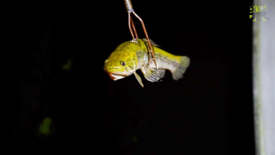 Manaus: Multi-Day Amazon Survival Trip with Camping - Group Size, Timing, And The Part People Forget