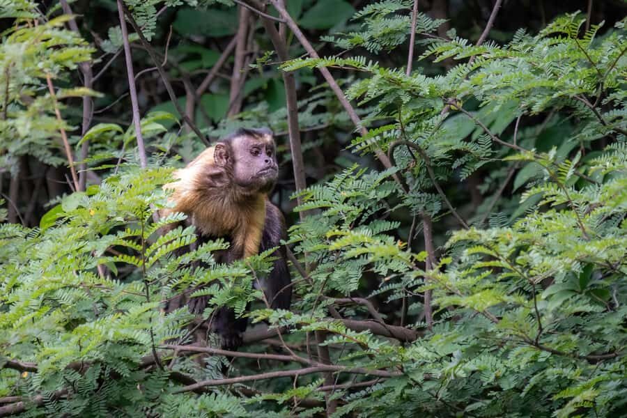 Manaus: Multi-Day Amazon Survival Trip with Camping - What To Pack For Amazon Nights, Rain, And River Days