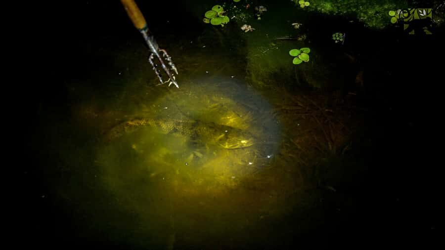 Manaus: Multi-Day Amazon Survival Trip with Camping - Trekking Into Camp: Hammocks, Nets, And Night Caiman Spotting