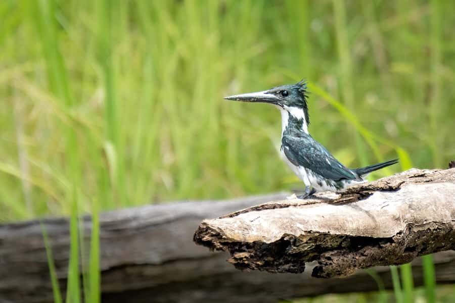 Manaus: Multi-Day Amazon Trip at Tapiri Floating Lodge - Price and value: what you’re paying for at $1,100 per person