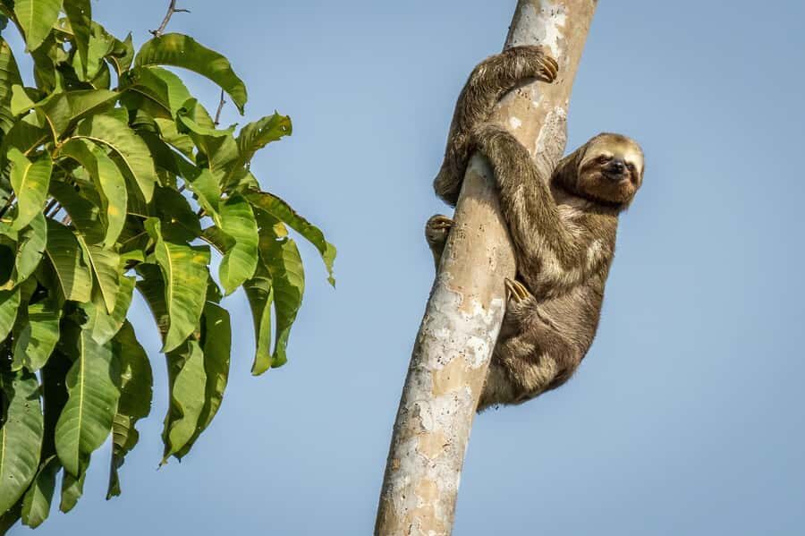 Manaus: Multi-Day Amazon Trip at Tapiri Floating Lodge - Day 1 canoeing: dolphins, birds, piranhas, and a sunset you’ll remember