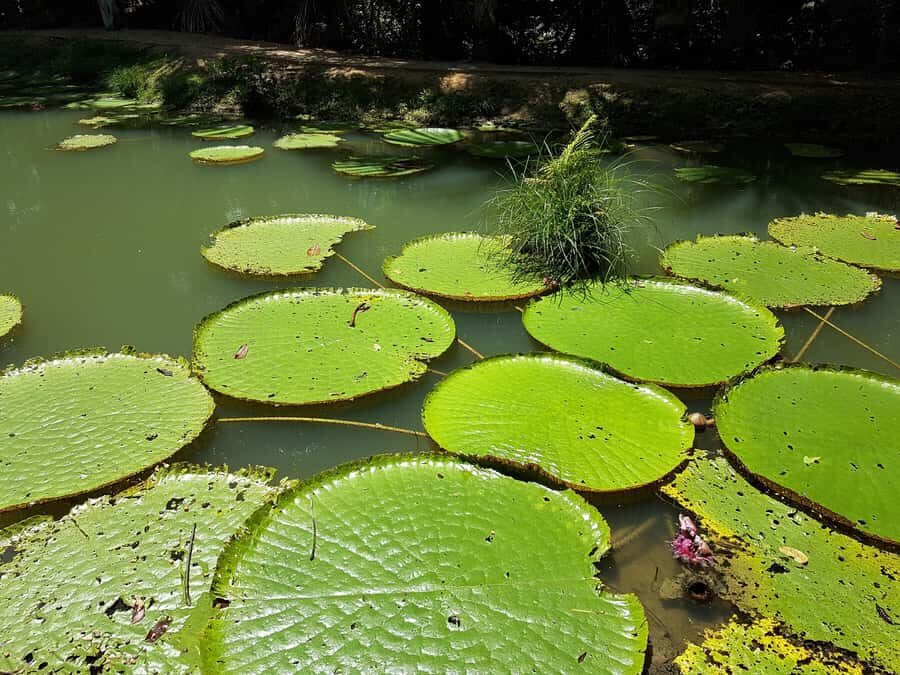 Manaus: MUSA and INPA Museums with Observation Tower Tour - Price and logistics: where the value is, and where it can get messy