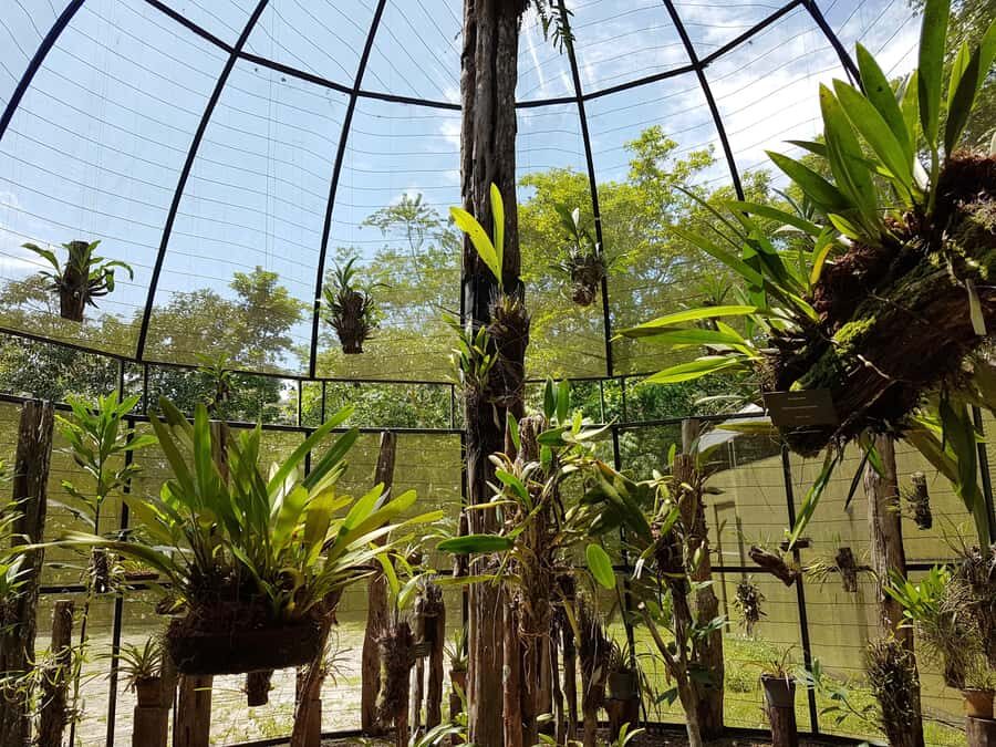 Manaus: MUSA and INPA Museums with Observation Tower Tour - Rainy-season mud and what to pack for the MUSA day
