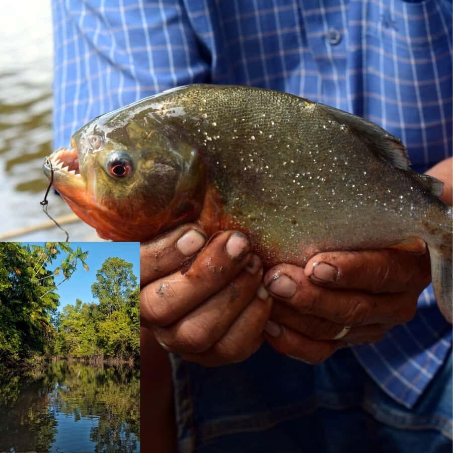 Manaus: Piranha Fishing - Mercado Adolpho Lisboa: where your Manaus lesson starts