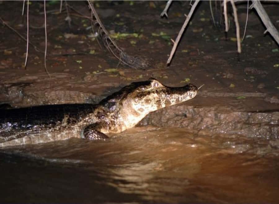Manaus: Piranha Fishing and Alligator Watch Evening Tour - Manaus to Iranduba: the boat cruise that sets the mood