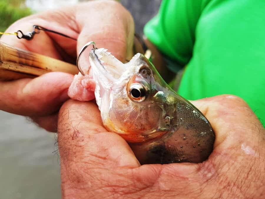 Manaus: Piranha Fishing and Alligator Watch Evening Tour - Caboclos fishing lessons: learning more than just casting lines