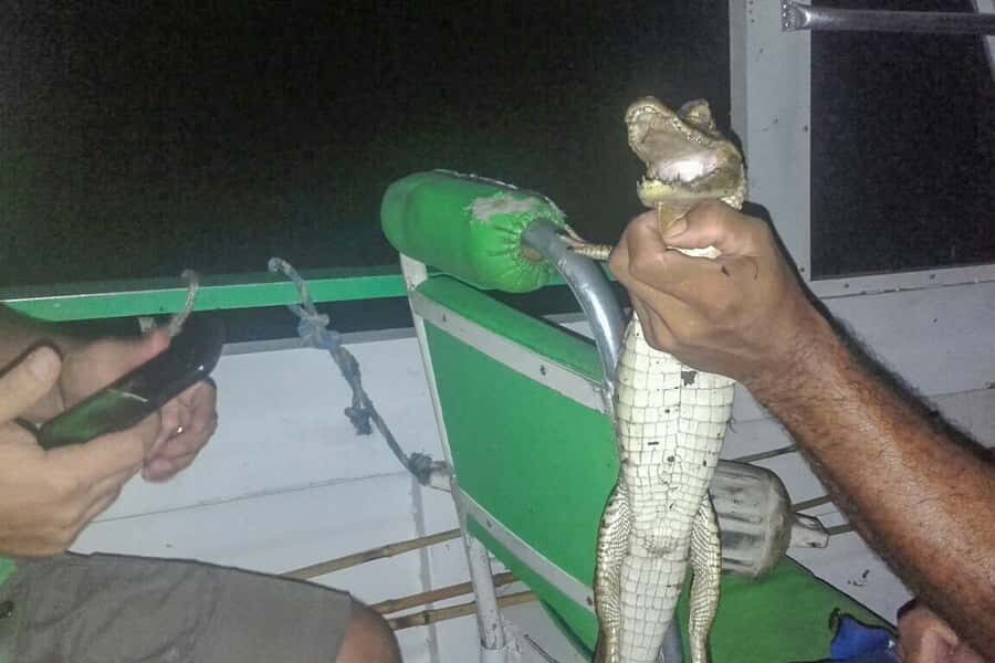 Manaus: Piranha Fishing and Alligator Watch Evening Tour - Should you book this Manaus piranha fishing and alligator watch tour?