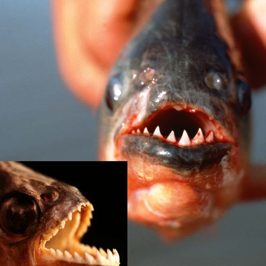 Manaus: Piranha Fishing - Canoes on the Amazon: the search for the right piranha spot