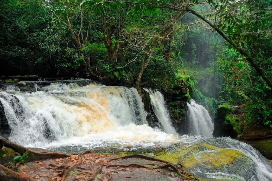 Manaus: Presidente Figueiredo Caves and Waterfalls Tour - The 2.5 km jungle walk: what you’ll actually notice