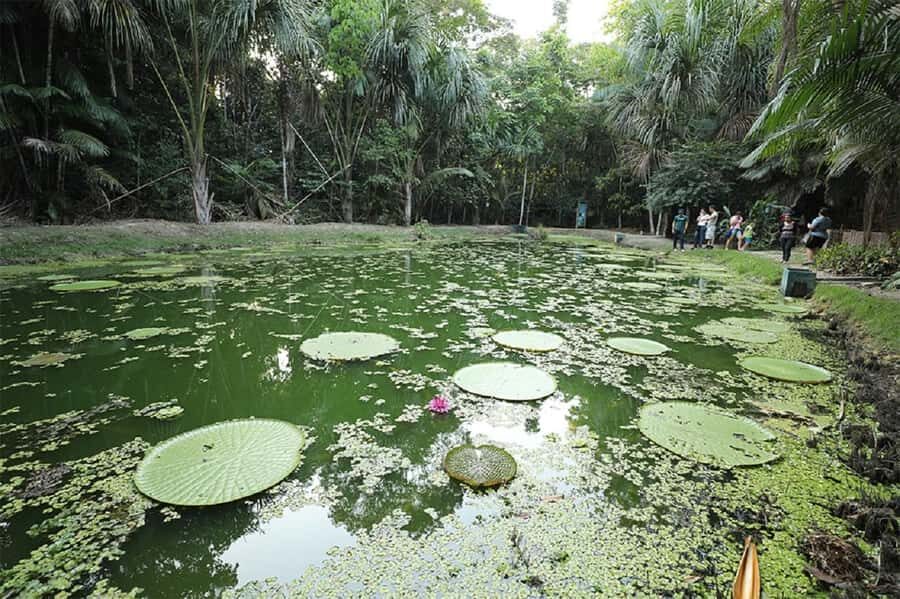 Manaus : Visit to MUSA (Amazon Museum) - Nurseries for snakes, fish, butterflies, fungi, and bromeliads