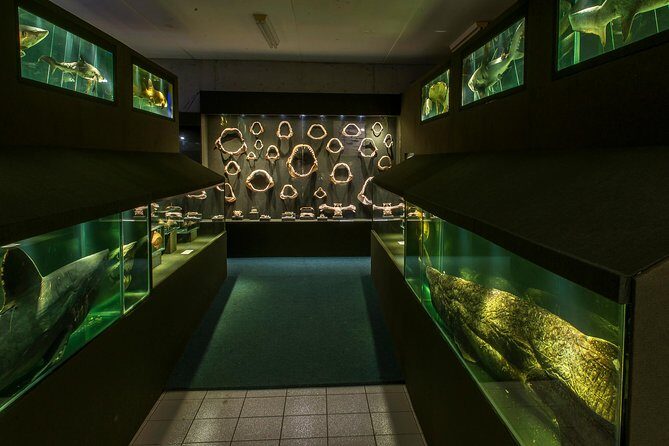 Official Ticket: Oceanographic Museum Univali - Piçarras - SC - Entering the Univali Oceanographic Museum in Piçarras (SC): Timing and First Impressions