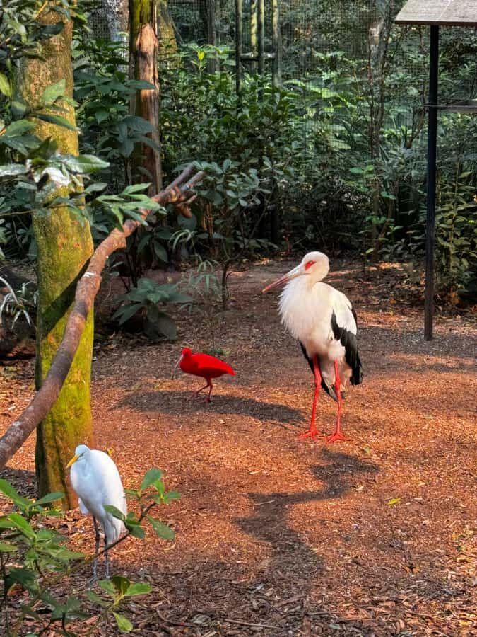 Paraguay + Argentina + Brazil Top Highlights - Optional boat ride or helicopter flight: choose your thrill level