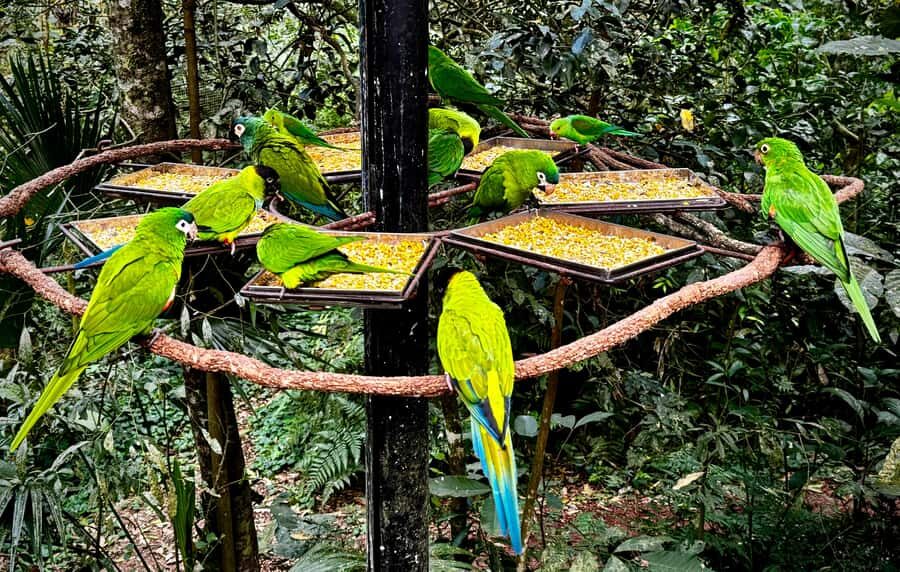 Paraguay + Argentina + Brazil Top Highlights - The Argentina day: Iguazú Falls trails and a wine market break