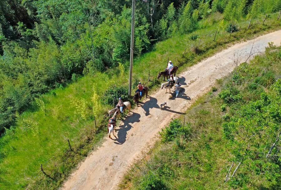 Paraty: 3-Hour Rainforest Horseback Ride - Trained horses and a monitor: what beginner riders should expect