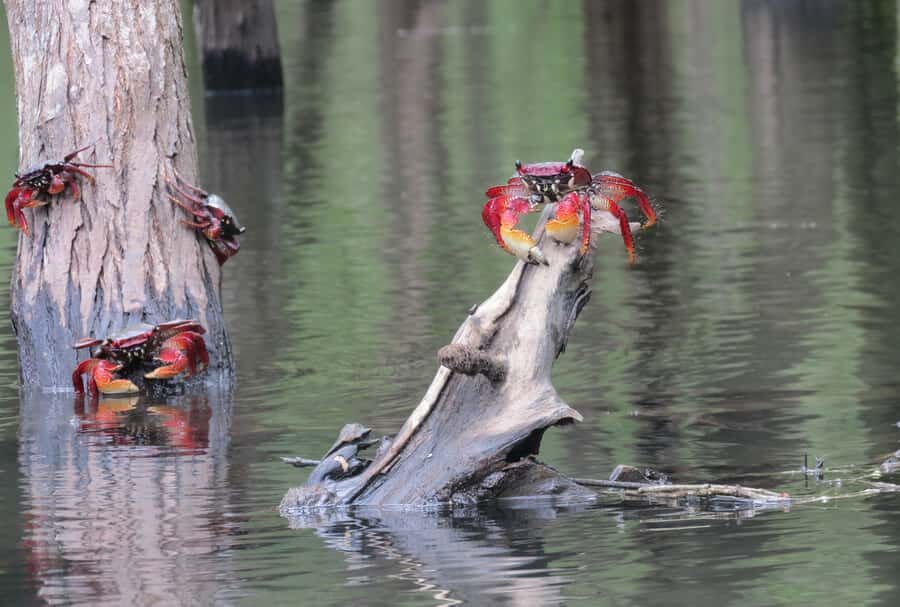 Paraty Bay: Half-Day Mangroves and Beaches Tour by Kayak - Key things to know before you paddle