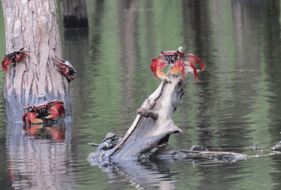Paraty Bay: Half-Day Mangroves and Beaches Tour by Kayak - The pace, difficulty, and who will enjoy it most