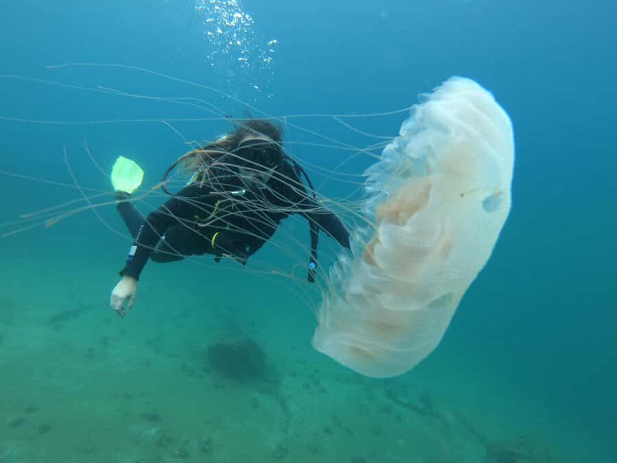 Paraty: Discovery Scuba Diving Experience for Beginners - Language, Group Rhythm, and the Practical Stuff You’ll Wish You Knew