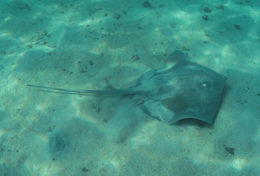 Paraty: Discovery Scuba Diving Experience for Beginners - Warm Views From the Surface: What Happens Between Your Turns