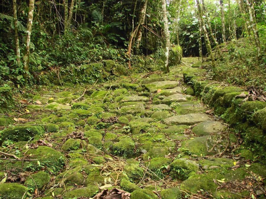 Paraty: Gold Trail Rainforest Hiking Tour - Who This Tour Fits Best (and Who Should Skip It)