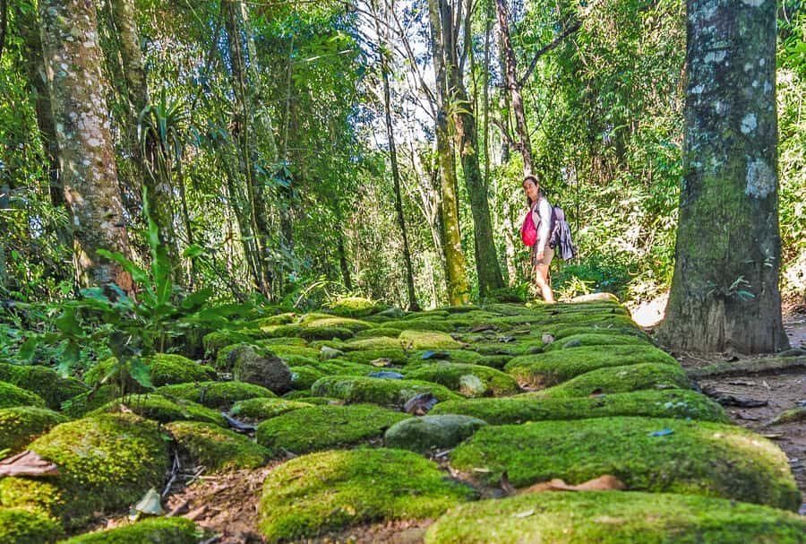 Paraty: Gold Trail Rainforest Hiking Tour - The 3.6 km Trail Inside Serra da Bocaina National Park